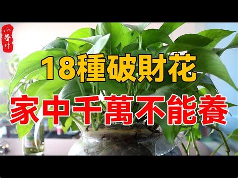 風水 招財|前陽台招財植物大全！15 種適合陽台的植物助你財源。